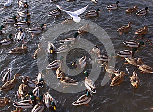 Many ducks and gulls on lake - avian frenzy