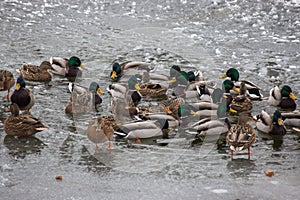 Many ducks are looking for food in the water in winter. frozen river, a time of famine for the animals. snow and ice around, frost
