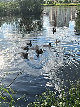 Many ducks near the shore. Reserve Day. International Bird Day