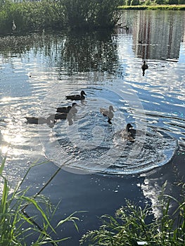 Many ducks near the shore. Reserve Day. International Bird Day