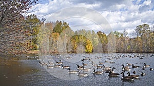 Many Ducks Panorama photo