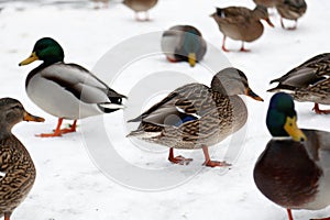 Many ducks on snow near lake or river spending winter and searching for food