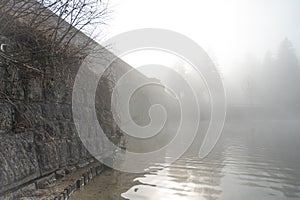 Many ducks swimming across mist covered lake.