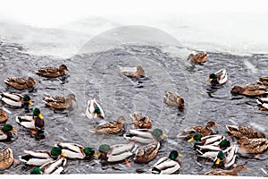 many ducks swimming in ice hole of frozen lake