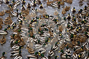 Many ducks on water. Color picture.