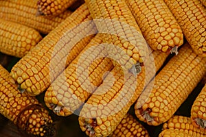 Yellow corn ear, close up macro surface top view background