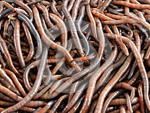 many earthworm in the market