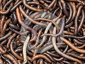many earthworm in the market