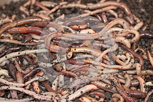 Many earthworms in the soil