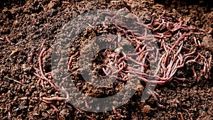 Many earthworms with soil in black plastic container