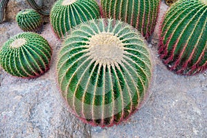 Many of Echinocactus grusonii or cactus.