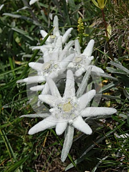 many Edelweiss (leontopodium alpinum) at an alpine meadow