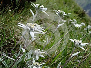 many Edelweiss (leontopodium alpinum) at an alpine meadow