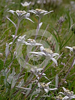 many Edelweiss (leontopodium alpinum) at an alpine meadow