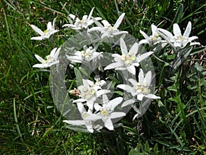 Many Edelweiss (Leontopodium nivale alpinum)