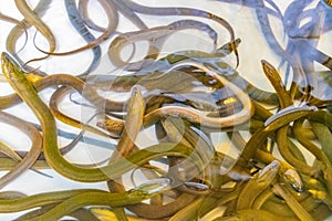 Many eels gathered in aquarium Bangrak market Koh Samui Thailand
