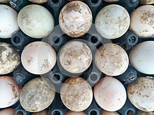 Many of the eggs in the black egg panel