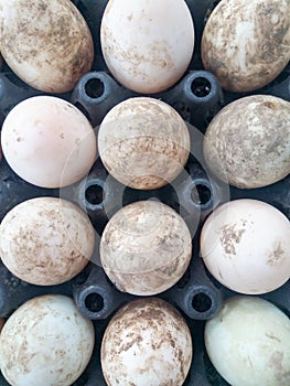 Many of the eggs in the black egg panel