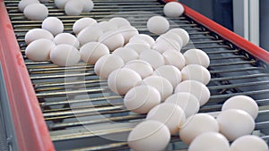 Many eggs going on a conveyor. Fresh eggs are on a line at a poultry farm.