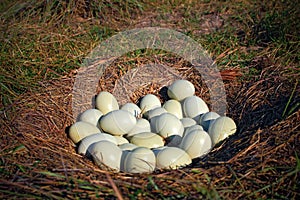 Many eggs in the ground nest, nest of Greater Rhea, Rhea americana, Pantanal, Brazil, The nests are thus collectively used by