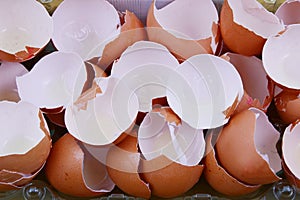 Many Eggshells