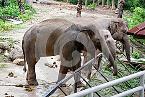 Many elephants in the zoo, legs chained