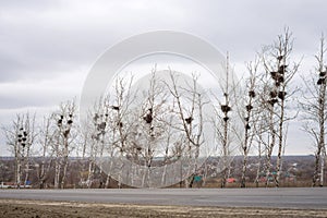 Many empty bird`s nests in branches of birch tree in March