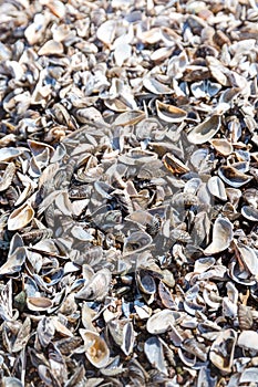 Many of empty mussel shells on the beach background