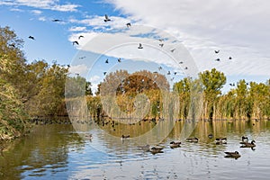 Many Eurasian coot swimming in the Floyd Lamb Park