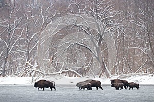 Many european bison walking through water in winter
