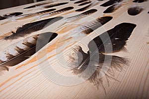 Many falconry feather on a bright wooden background.