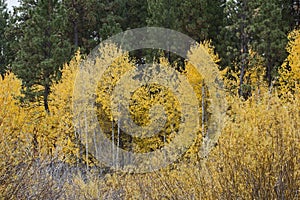 Many Fall Aspens in Grove