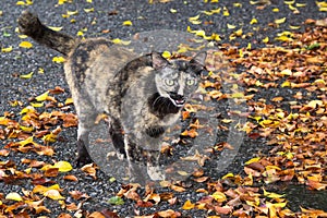 Many fall leaves and cat with cement background.