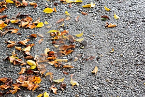 Many fall leaves with cement background.