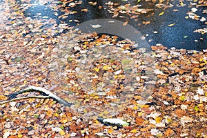 Many fallen leaves in frozen water of forest river