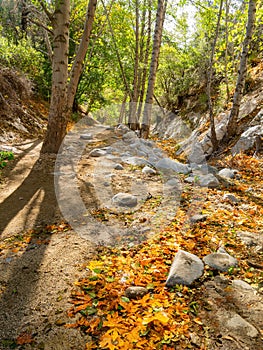 Many fallen leaves over the beautiful Switzer Falls Trail
