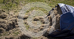 Many felts on green grass after aeration of the lawn