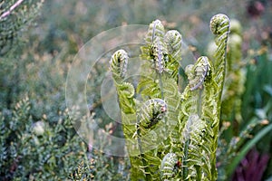 Many Fern sprouts spiral