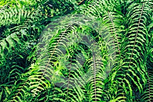 Many ferns Decorated in front of a coffee shop