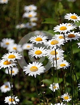 Many field daisy flowers on meadow in summer day closeup