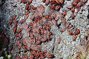 many fire bugs on a tree