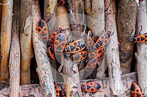 Many firebugs on wooden twigs