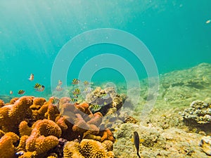 Many fish, anemonsand sea creatures, plants and corals under water near the seabed with sand and stones in blue and