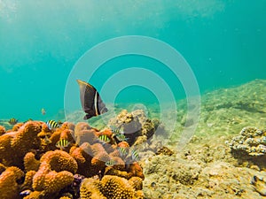 Many fish, anemonsand sea creatures, plants and corals under water near the seabed with sand and stones in blue and
