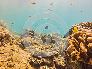 Many fish, anemonsand sea creatures, plants and corals under water near the seabed with sand and stones in blue and