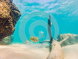 Many fish, anemonsand sea creatures, plants and corals under water near the seabed with sand and stones in blue and
