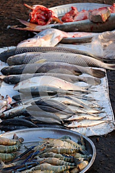 Many fish with paving by the cloth and aluminum round tray on the floor for sale in the market