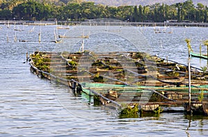 Many fish ponds in Rowo Jombor lake, Klaten, Indonesia