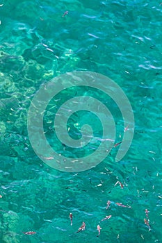 Many fish on the surface of the Alboran Sea in the Strait of Gibraltar photo