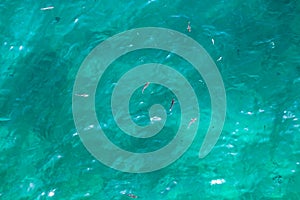 Many fish on the surface of the Alboran Sea in the Strait of Gibraltar photo